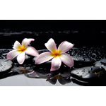 Casa si Gradina - Decoratiuni - Tapet - Fototapet, autocolant, Orhidee alba, 300 x 250 cm - Infinity.ro