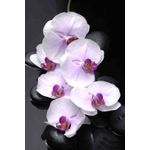 Casa si Gradina - Decoratiuni - Decoratiuni perete - Fototapet, autocolant, Orhidee albe cu pietre, 200 x 150 cm - Infinity.ro