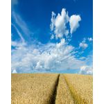 Casa si Gradina - Decoratiuni - Decoratiuni perete - Fototapet, autocolant, Natura 150, 150 x 205 cm - Infinity.ro