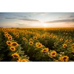 Casa si Gradina - Decoratiuni - Decoratiuni perete - Fototapet, autocolant, Natura 59, 200 x 150 cm - Infinity.ro