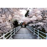 Casa si Gradina - Decoratiuni - Decoratiuni perete - Fototapet, autocolant, Natura 91, 200 x 150 cm - Infinity.ro