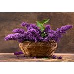 Casa si Gradina - Decoratiuni - Tablouri - Tablou canvas Flori liliac, cos impletit, buchet2, 45 x 30 cm - Infinity.ro
