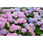 Casa si Gradina - Decoratiuni - Tablouri - Tablou canvas Flori hortensie roz, 60 x 40 cm - Infinity.ro