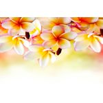 Casa si Gradina - Decoratiuni - Tablouri - Tablou canvas Flori albe de plumeria, 60 x 40 cm - Infinity.ro