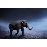 Casa si Gradina - Decoratiuni - Tablouri - Tablou canvas Animal 11, 60 x 40 cm - Infinity.ro