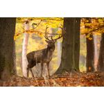 Casa si Gradina - Decoratiuni - Tablouri - Tablou canvas Animal 32, 90 x 60 cm - Infinity.ro