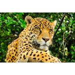 Casa si Gradina - Decoratiuni - Tablouri - Tablou canvas Animal 29, 60 x 40 cm - Infinity.ro