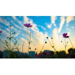 Casa si Gradina - Decoratiuni - Tablouri - Tablou canvas 75x50 cm, Natura cu Flori model 83, Multicolor - Infinity.ro