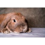 Casa si Gradina - Decoratiuni - Tablouri - Tablou canvas Animal 44, 75 x 50 cm - Infinity.ro