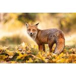 Casa si Gradina - Decoratiuni - Tablouri - Tablou canvas Animal 56, 45 x 30 cm - Infinity.ro