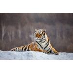 Casa si Gradina - Decoratiuni - Tablouri - Tablou canvas Animal 59, 105 x 70 cm - Infinity.ro