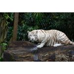 Casa si Gradina - Decoratiuni - Tablouri - Tablou canvas Animal 65, 75 x 50 cm - Infinity.ro