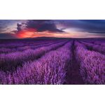 Casa si Gradina - Decoratiuni - Tablouri - Tablou canvas Apus de soare, lavanda, vara, 105 x 70 cm - Infinity.ro