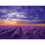 Casa si Gradina - Decoratiuni - Tablouri - Tablou canvas Apus de soare, lavanda, vara 2, 60 x 40 cm - Infinity.ro