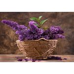 Casa si Gradina - Decoratiuni - Tablouri - Tablou canvas Flori liliac, cos impletit, buchet, 45 x 30 cm - Infinity.ro