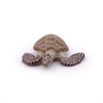 Jucarii, Copii si Bebe - Jucarii si jocuri - Figurine - Papo figurina broasca testoasa de mare - Infinity.ro