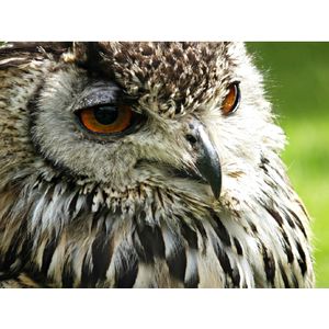 Casa si Gradina - Decoratiuni - Decoratiuni perete - Infinity.ro