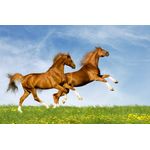 Casa si Gradina - Decoratiuni - Decoratiuni perete - Tablou canvas Cai 2, 60 x 40 cm - Infinity.ro