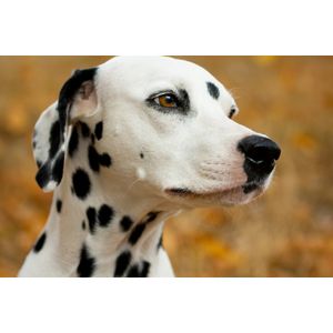 Casa si Gradina - Decoratiuni - Decoratiuni perete - Infinity.ro