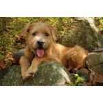 Casa si Gradina - Decoratiuni - Decoratiuni perete - Tablou canvas Caini 2, 105 x 70 cm - Infinity.ro