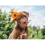 Casa si Gradina - Decoratiuni - Decoratiuni perete - Tablou canvas Caini 13, 90 x 60 cm - Infinity.ro