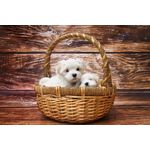 Casa si Gradina - Decoratiuni - Decoratiuni perete - Tablou canvas Caini 1, 105 x 70 cm - Infinity.ro