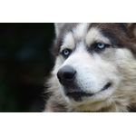 Casa si Gradina - Decoratiuni - Decoratiuni perete - Tablou canvas Caini 16, 60 x 40 cm - Infinity.ro