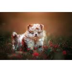 Casa si Gradina - Decoratiuni - Decoratiuni perete - Tablou canvas Caini 3, 90 x 60 cm - Infinity.ro