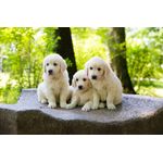 Casa si Gradina - Decoratiuni - Tablouri - Tablou canvas Caini 7, 45 x 30 cm - Infinity.ro