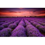 Casa si Gradina - Decoratiuni - Decoratiuni perete - Tablou canvas Camp de lavanda in apus de soare, 75 x 50 cm - Infinity.ro