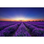 Casa si Gradina - Decoratiuni - Tablouri - Tablou canvas Camp lavanda nesfarsit, rasarit de soare, 75 x 50 cm - Infinity.ro