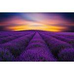 Casa si Gradina - Decoratiuni - Tablouri - Tablou canvas Camp lavanda, rasarit de soare, 90 x 60 cm - Infinity.ro