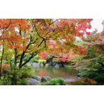 Casa si Gradina - Decoratiuni - Decoratiuni perete - Tablou canvas Padure 5, 45 x 30 cm - Infinity.ro