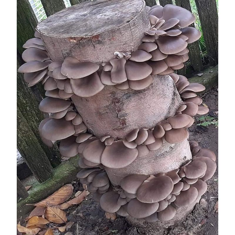 Casa si Gradina - Gradinarit si plante - Plante si ghivece - Bulbi, seminte si rasaduri - Miceliu Samanta pentru ciuperci Pleurotus (Burete) - Infinity.ro