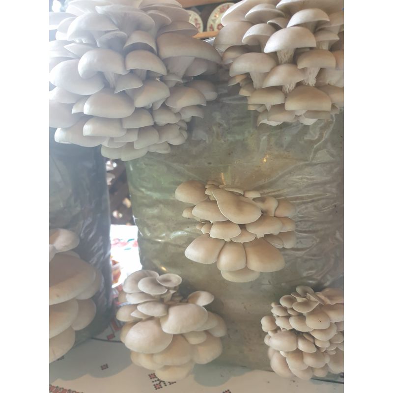 Casa si Gradina - Gradinarit si plante - Plante si ghivece - Bulbi, seminte si rasaduri - Miceliu Samanta pentru ciuperci Pleurotus (Burete) - Infinity.ro