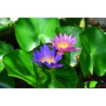 Casa si Gradina - Decoratiuni - Tablouri - Tablou canvas Flori 106, 60 x 40 cm - Infinity.ro