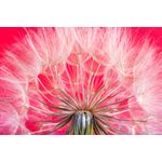 Casa si Gradina - Decoratiuni - Tablouri - Tablou canvas Flori 105, 45 x 30 cm - Infinity.ro