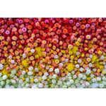 Casa si Gradina - Decoratiuni - Tablouri - Tablou canvas Flori 111, 75 x 50 cm - Infinity.ro