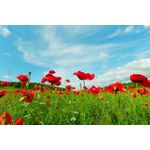 Casa si Gradina - Decoratiuni - Tablouri - Tablou canvas Flori 118, 90 x 60 cm - Infinity.ro