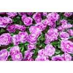 Casa si Gradina - Decoratiuni - Tablouri - Tablou canvas Flori 121, 75 x 50 cm - Infinity.ro
