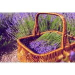 Casa si Gradina - Decoratiuni - Tablouri - Tablou canvas Flori 137, 60 x 40 cm - Infinity.ro