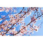 Casa si Gradina - Decoratiuni - Tablouri - Tablou canvas Flori 136, 45 x 30 cm - Infinity.ro