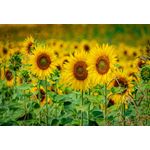 Casa si Gradina - Decoratiuni - Tablouri - Tablou canvas Flori 148, 75 x 50 cm - Infinity.ro