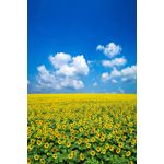 Casa si Gradina - Decoratiuni - Tablouri - Tablou canvas Natura 104, 70 x 105 cm - Infinity.ro