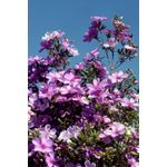 Casa si Gradina - Decoratiuni - Tablouri - Tablou canvas Flori 92, 70 x 105 cm - Infinity.ro