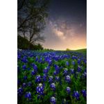 Casa si Gradina - Decoratiuni - Tablouri - Tablou canvas Natura 39, 50 x 75 cm - Infinity.ro