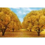 Casa si Gradina - Decoratiuni - Tablouri - Tablou canvas Padure 49, 60 x 40 cm - Infinity.ro