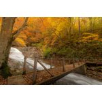 Casa si Gradina - Decoratiuni - Tablouri - Tablou canvas Padure 44, 105 x 70 cm - Infinity.ro
