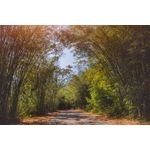 Casa si Gradina - Decoratiuni - Tablouri - Tablou canvas Padure 48, 90 x 60 cm - Infinity.ro