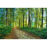 Casa si Gradina - Decoratiuni - Tablouri - Tablou canvas Padure 15, 75 x 50 cm - Infinity.ro